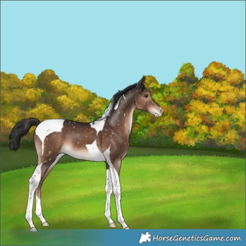 Horse Color:Liver Chestnut Tobiano Appaloosa 