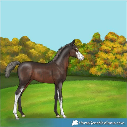 Horse Color:Liver Chestnut Mushroom Sabino 