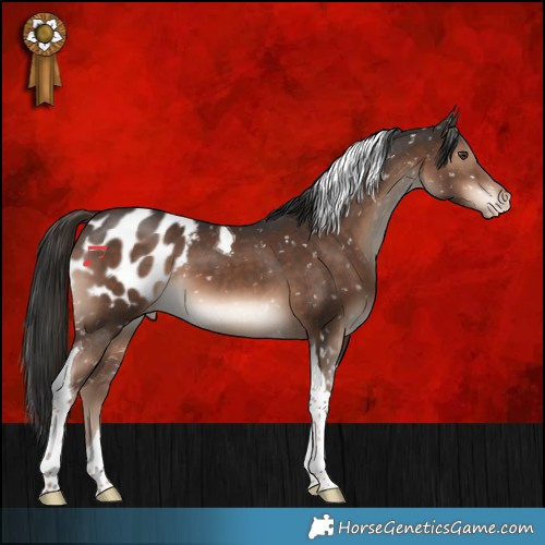 Horse Color:Liver Chestnut Tobiano Appaloosa 