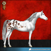 Horse Color:Liver Chestnut Tobiano Appaloosa
