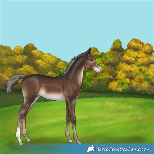 Horse Color:Liver Chestnut Mushroom Sabino 