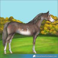 Horse Color:Liver Chestnut Mushroom Sabino 