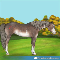 Horse Color:Liver Chestnut Mushroom Sabino 