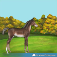 Horse Color:Liver Chestnut Mushroom Sabino 