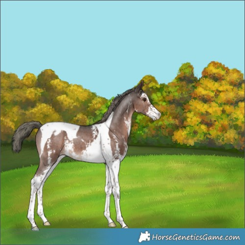 Horse Color:Liver Chestnut Mushroom Sabino Tobiano Appaloosa