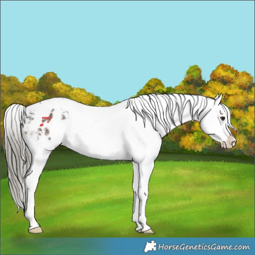 Horse Color:Liver Chestnut Mushroom Sabino Tobiano Appaloosa 