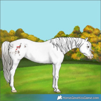 Horse Color:Liver Chestnut Mushroom Sabino Tobiano Appaloosa 