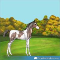 Horse Color:Liver Chestnut Mushroom Sabino Tobiano Appaloosa 