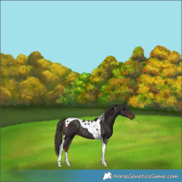 Horse Color:Liver Chestnut Tobiano Rabicano 