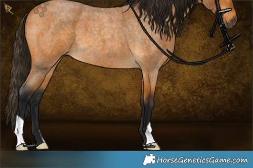 Horse Color:Gray Buckskin Roan 