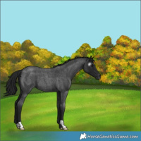 Horse Color:Gray Blue Roan 