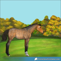 Horse Color:Gray Buckskin Roan Rabicano