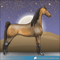 Horse Color:Buckskin 