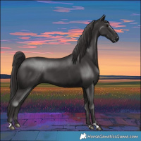 Horse Color:Smoky Black 