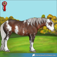 Horse Color:Silver Brown Sabino Rabicano 