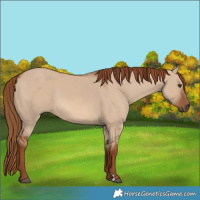 Horse Color:Red Dun 
