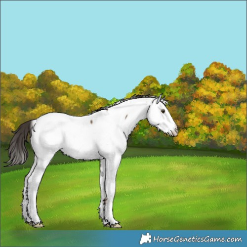 Horse Color:Liver Red Dun Sabino Fewspot 