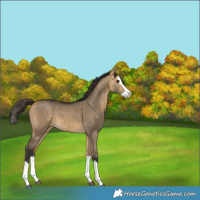 Horse Color:Buckskin Dun Splash 