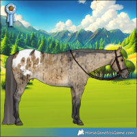 Horse Color:Buckskin Dun Appaloosa Brindle