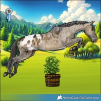 Horse Color:Buckskin Dun Appaloosa Brindle 