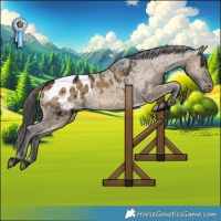 Horse Color:Buckskin Dun Appaloosa Brindle