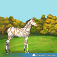 Horse Color:Buckskin Dun Near Leopard
