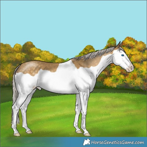 Horse Color:Silver Classic Cream Champagne Splash