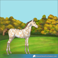 Horse Color:Amber Cream Champagne Dun Appaloosa