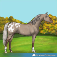 Horse Color:Silver Grullo Appaloosa