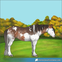 Horse Color:White Spotted Bay Splash 