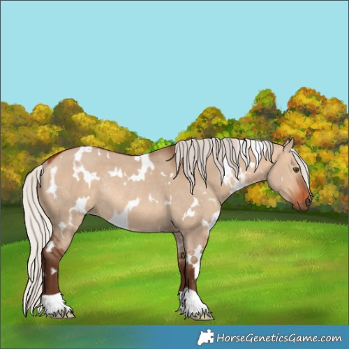 Horse Color:White Spotted Silver Bay Dun Rabicano 