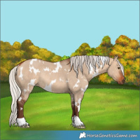Horse Color:White Spotted Silver Bay Dun Rabicano 