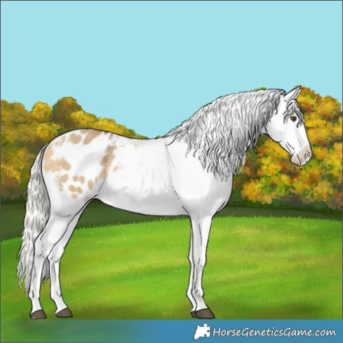 Horse Color:White Spotted Silver Buckskin Dun Appaloosa 