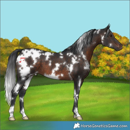 Horse Color:White Spotted Brown 