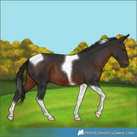 Horse Color:Brown Tobiano 