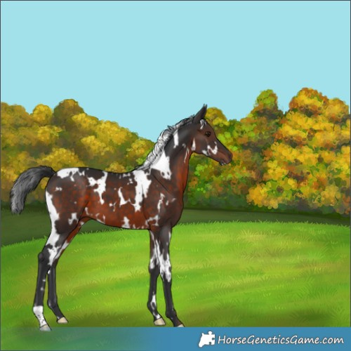 Horse Color:White Spotted Brown 