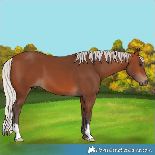 Horse Color:Silver Brown 