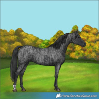 Horse Color:Black  and Blue Roan 