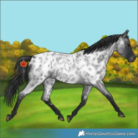 Horse Color:Blue Roan Near Leopard 