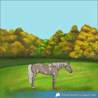 Horse Color:White Spotted Silver Smoky Grullo Rabicano