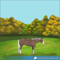 Horse Color:Silver Black Splash