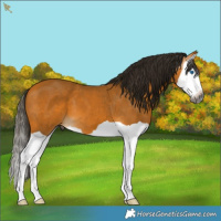 Horse Color:Gray Buckskin Splash