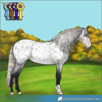 Horse Color:Gray Silver Smoky Blue Roan Appaloosa 