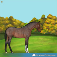 Horse Color:Gray Bay Roan 