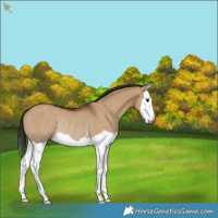 Horse Color:Gray Bay Dun Splash Rabicano 