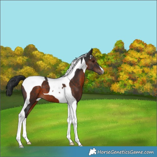 Horse Color:Brown Tobiano 