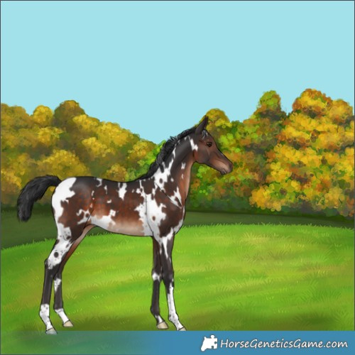Horse Color:White Spotted Brown 