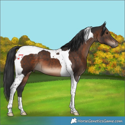 Horse Color:Brown Tobiano 