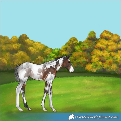 Horse Color:White Spotted Brown Sabino 