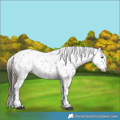 Horse Color:Bay Sabino 